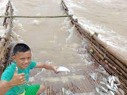Koleksi video tangkap ikan terbaru. Video Warga Sumatera Barat Pertahankan Tradisi Sukam Alat Tradisional Menangkap Ikan Indozone Id