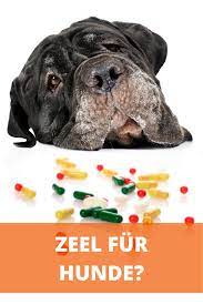 pin auf hunde medizin
