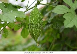 Image result for Momordica humilis