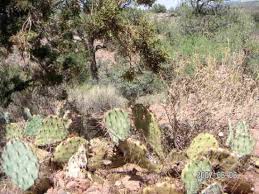 Where should i stargaze, take photos of the stars when in sedona & grand. Cactus In The High Desert Picture Of Sedona Arizona Tripadvisor