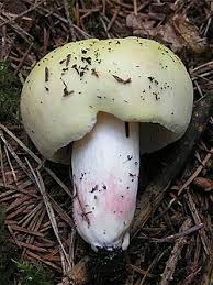 Image result for Russula perlactea