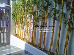 Jual Bambu Panda Kuning Gambar Bambu Hias Panda Pisang Kalatea Bambu Jepang Bambu Nagin Bambu Kilsik Cina Rumah Hijau Menanam Taman
