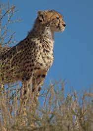 Cheetah Big Animals Serval Cats Big Cat Family