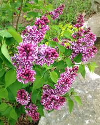 They've really grown, bufkins said, looking at his son and daughter. Pruning Spring Flowering Shrubs Msu Extension