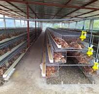 Fabricante De Jaulas Para Gallinas Ponedoras