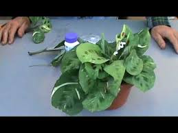 The easiest way to propagate calathea and maranta plants is by division. Propagating Maranta Prayer Plant Youtube
