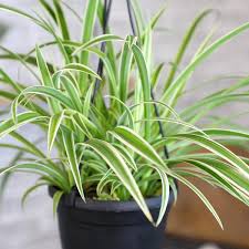 Image result for Chlorophytum pauper
