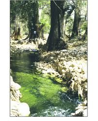 Borrowed from classical nahuatl āhuēhuētl (cypress tree, literally upright drum in the water), from ātl (water) + huēhuētl (upright drum). 3 A Mexican Baldcypress Or Ahuehuete Taxodium Mucronatum Tree At El Download Scientific Diagram
