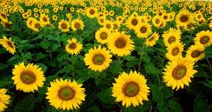 Gün ışığı almayan yönü belirli aralıklarla gün ışığına çevirilmelidir. Saksida Aycicegi Yetistirme Cicekal Net