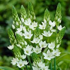 Image result for Ornithogalum seineri