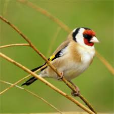 Welcher Vogel Singt Wann Vivara Naturschutzprodukteeee