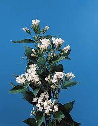 Bouvardia Flower Key Best Flower Wallpaper