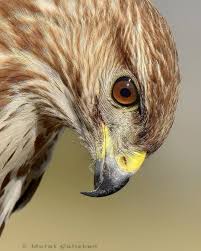 Murat Caliskan On Instagram Murat Caliskan Common Buzzard Sahin Adana Turkiye Nikon D810 Nikkor 600mm F 4 Y Birds Of Prey Pet Birds Common Buzzard