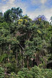 Image result for Pseudospondias