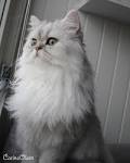 Adopt Shaded Silver Persian Kittens