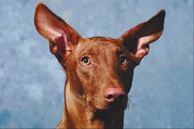 Image result for abscess dog's ear flap