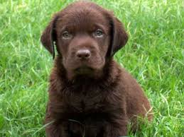 Elit Yavru Labrador Retrieverirkinin Ozellikleri Bakimi Beslenmesi Ve Egitimi Http Www Elityavru Com Kopek Irklari Labrador Retriever Labradors Retriever