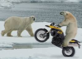 But despite their massive size, these bears can move with surprising speed. Til That In Churchill Canada Many Locals Leave Their Cars Unlocked In Case Someone Needs To Make A Quick Escape From A Polar Bear Todayilearned
