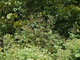 Image result for Senna sophera