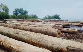 Upaya mengatasi kerusakan hutan akibat penebangan liar menurut novianty (2008: Kasus Hutan Sabuai Komisaris Sbm Jadi Tersangka Pembalakan Liar Mongabay Co Id