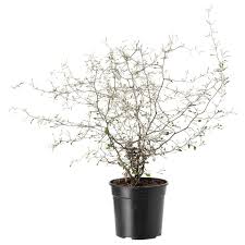 Corokia Ikea Deutschland Pflanzen Grunpflanzen Pflanzen Dekor