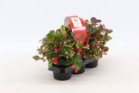 Gaultheria procumbens is a small native groundcover shrub that goes by many names; Gaultheria Procumbens Salm