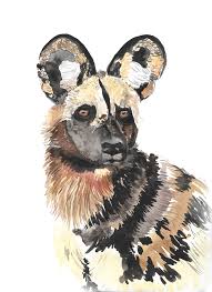 We did not find results for: African Wild Dog Watercolor Portrait Miss Megan S Studio Watercolor Dog Pet Portraits Custom Pet Portraits