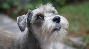 We did not find results for: Best And Worst Dog Breeds For People With Allergies Everyday Health