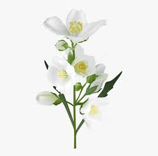 They are bright, desired, pleasantly smell. Real Flowers Png Transparent Png Transparent Png Image Pngitem