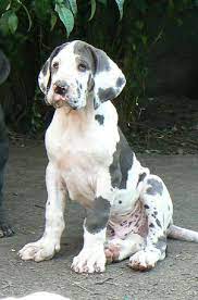 170 Great Danes Ideas Dane Great Dane Great Dane Dogs