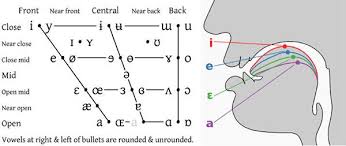 Pin By Brianne Sterling On Vocal Anatomy Phonetic Alphabet