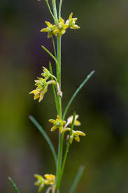 Image result for Aspidoglossum glabellum