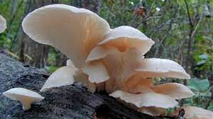 Las orellanas o gírgolas o setas, puede obtenerse recogiéndolas en su hábitat silvestre o cultivándolas sobre sustratos especialmente pasteurizados con técnicas naturales. Orellanas Un Alimento De Beneficio Para Productores Y Consumidores