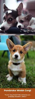 Pembroke Welsh Corgis Corgipuppy Pembrokewelshcorgis Corgi Pembroke Welsh Corgi Australian Shepherd Corgi