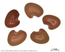 Image result for Megaloprotachne