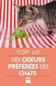 10 Odeurs Qui Attirent Les Chats Ce Que Les Chats Aiment En 2020 Astuces Pour Chat Chats Et Chatons Conseils Pour Chat