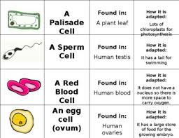 We did not find results for: Specialised Cells Worksheets Teaching Resources Tpt