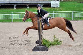 Anyone Behind Me Equestrian Horses Hunter Jumper