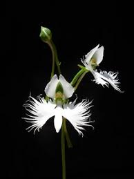 Image result for Habenaria