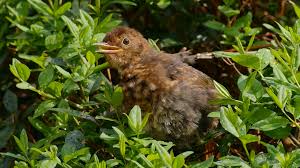 Wann und wie der jungvogel ihre hilfe braucht, lesen sie in diesem beitrag. Datei 2013 09 07 6 Mannheim Vogelstang Amsel Jungvogel Jpg Wikipedia