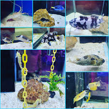 Alive 3d art gallery 19. Pusat Ikan Hiasan Port Dickson Pusat Ikan Hiasan Generally Port Dickson Is Well Known For Its Various Beaches But There Are Plenty Of Other Attractions In Town That Not Many