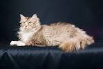 6 Curly Facts About LaPerm Cats | Mental Floss