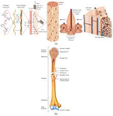 Bone matrix proteoglycans and glycoproteins are proportionally the most abundant constituents of the noncollagenous proteins in bone matrix. Materials Free Full Text Calcium Phosphate Bioceramics A Review Of Their History Structure Properties Coating Technologies And Biomedical Applications Html