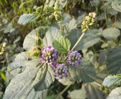 Image result for Psoralea arborea