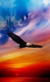 Colorful Birds Flying In The Sky Drawing Soaring Eagle Eagle Wallpaper Bald Eagle Animals