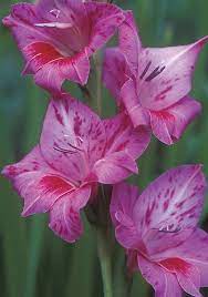 Bibi Gladiolus 1954 Beautiful Flowers Plants Gladiolus