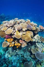We did not find results for: Explore The Great Barrier Reef Queensland Australia Sea And Ocean Underwater Life Ocean Life