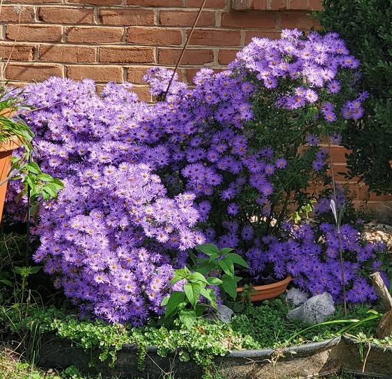 Aster