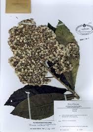 Image result for Monosis