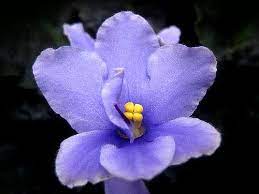 Check spelling or type a new query. Pin On Flowers Of States Countries I Ve Been To